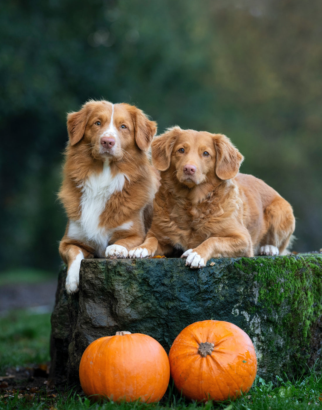 Nova Scotia Duck Tolling Retriever compared with a Golden Retriever outdoors.