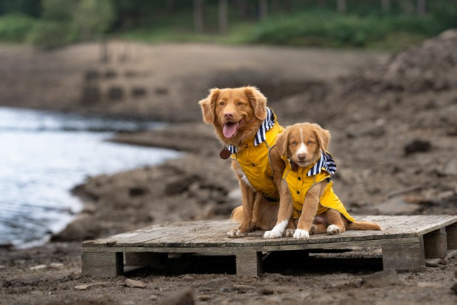 Nova Scotia Duck Tolling Retriever compared with a Labrador Retriever outdoors.