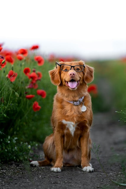 Intelligent Nova Scotia Duck Tolling Retriever focusing during training.