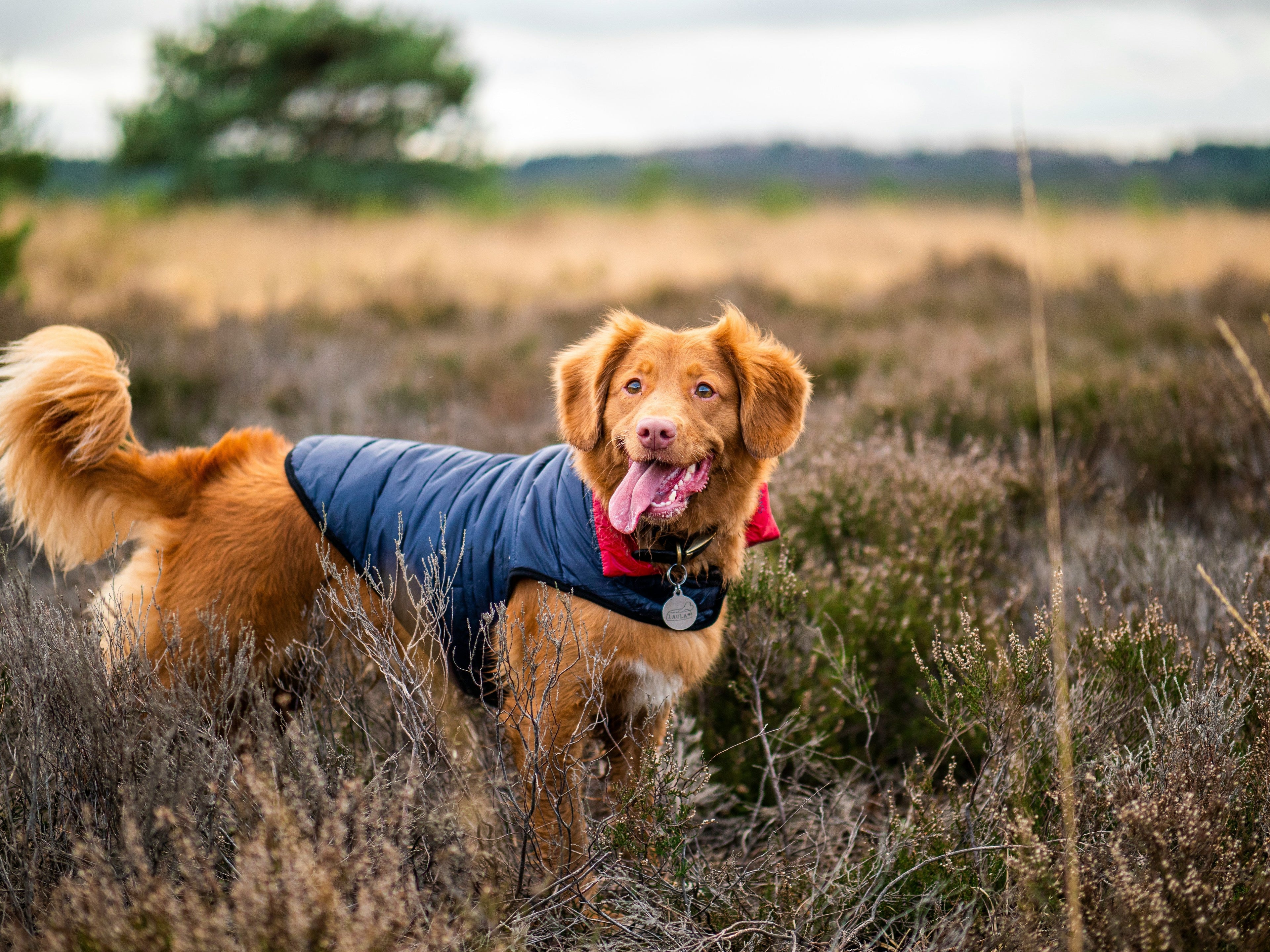 Excited Nova Scotia Duck Tolling Retriever demonstrating the famous Toller scream.