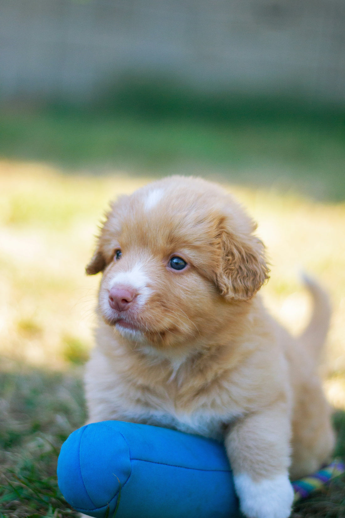 Nova Scotia Duck Tolling Retriever standing beside a Canadian lake representing the history of the breed.