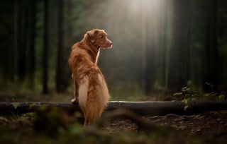 Nova Scotia Duck Tolling Retriever showing attentive temperament