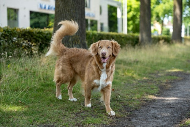 Toller family dog standing  outdoors