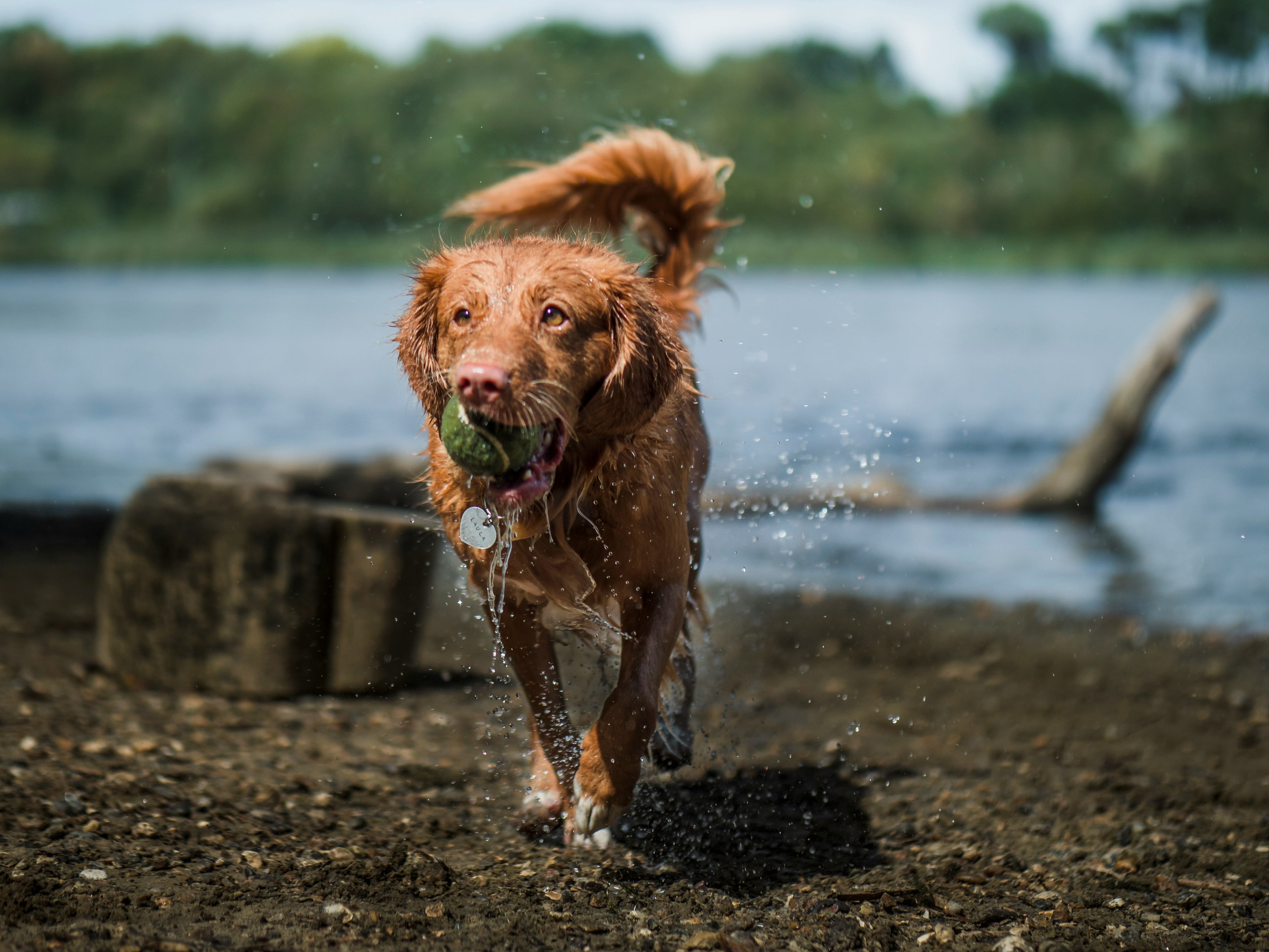 Happy Nova Scotia Duck Tolling Retriever exercising outdoors on a woodland trail.