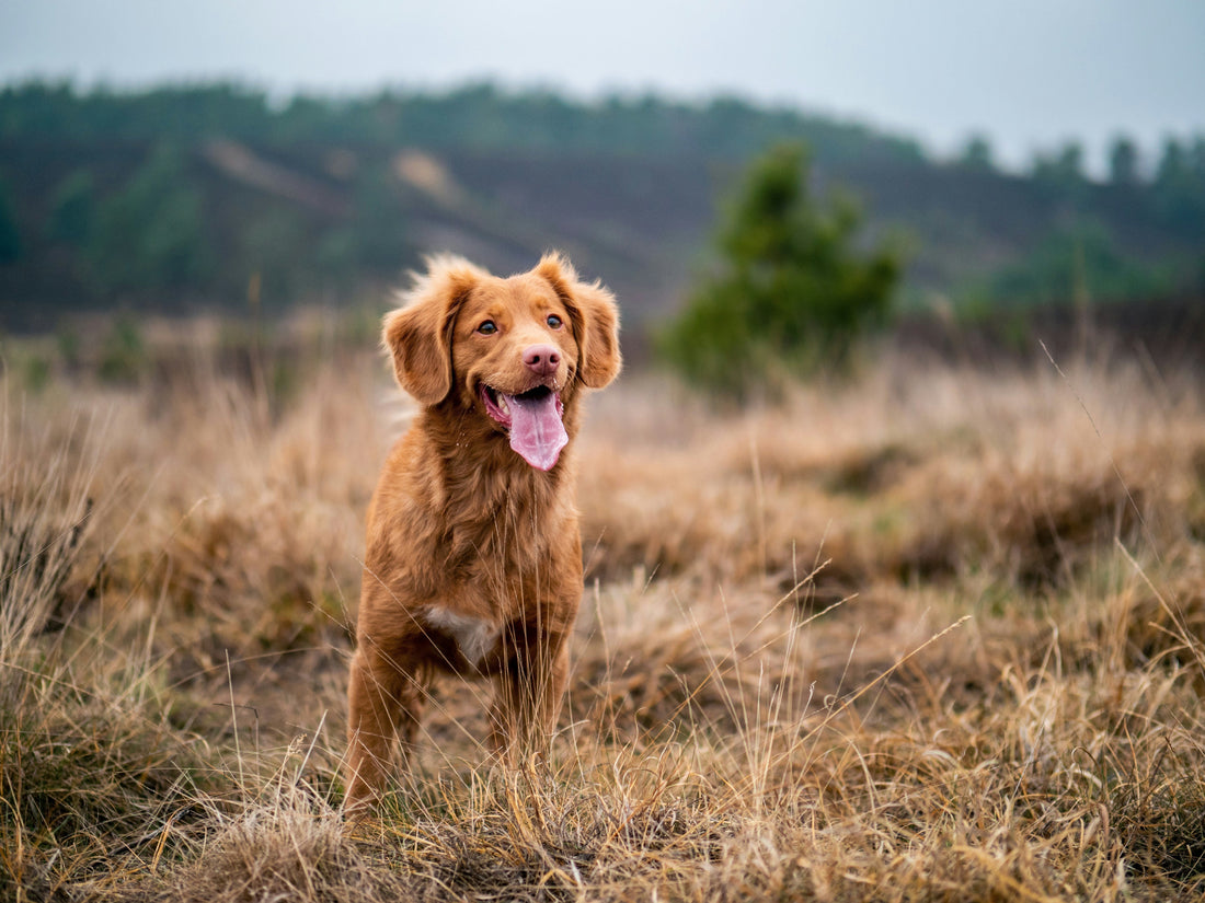 Healthy Nova Scotia Duck Tolling Retriever with a well-maintained double coat.