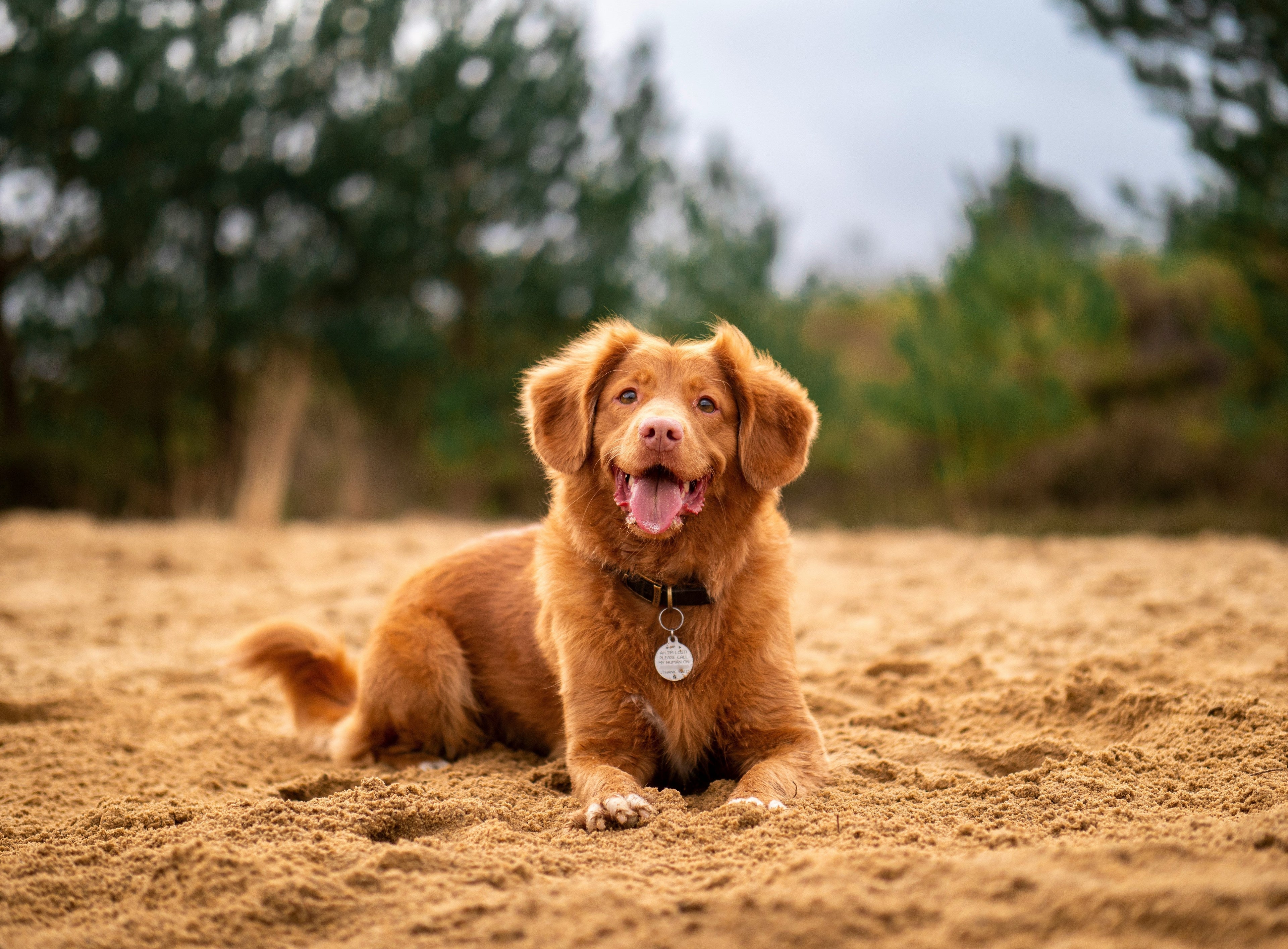 Nova Scotia Duck Tolling Retrieversitting beside beach