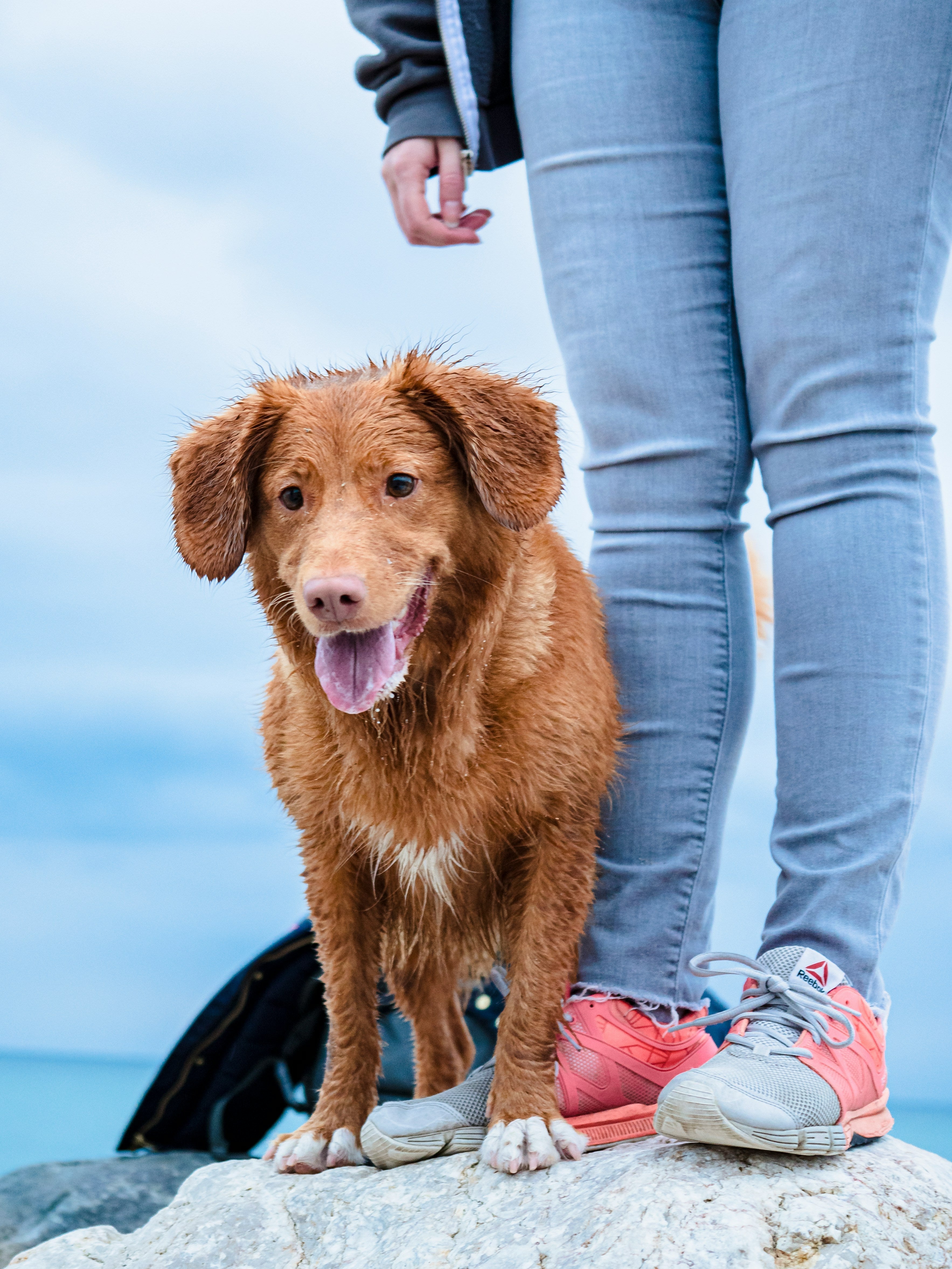 Toller Training Tips: The Complete Guide for New Nova Scotia Duck Tolling Retriever Owners
